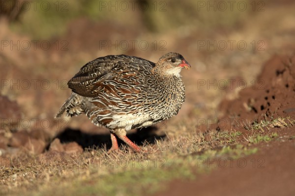 Chestnut-naped Francolin (Pternistis castaneicollis), Bale Mountains National Park, Ethiopia