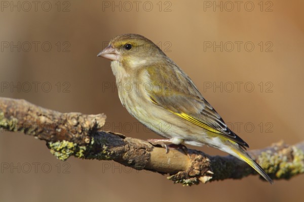 European Greenfinch (Chloris chloris) female, Lower Saxony, Germany