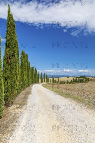 Long half avenue with columnar cypresses (Cupressus sempervirens) near Siena, Tuscany, Italy