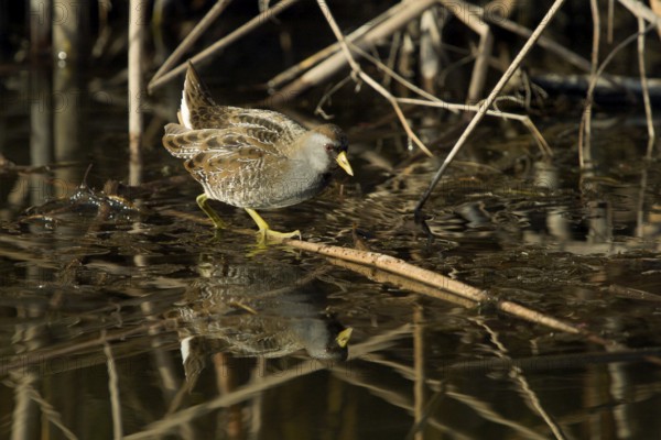 Sora (Porzana carolina) in freshwater marsh