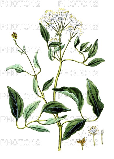 Clematis recta, Clematis recta, digital reproduction of a historical original, between 1790 and 1810