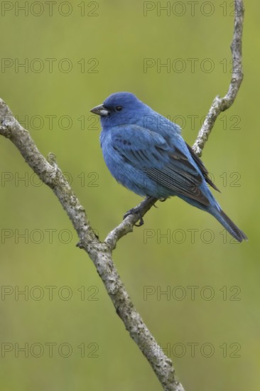 Indigo Bunting (Passerina cyanea) male, British Columbia, Canada