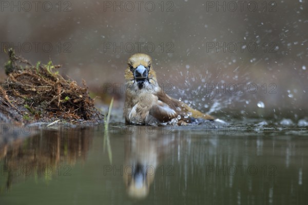 Hawfinch (Coccothraustes coccothraustes) bathing, Netherlands