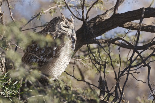 Spotted Eagle-owl (Bubo africanus), Northern Cape, South Africa