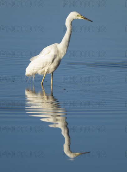 Great White Egret (Ardea alba) foraging in the shallow water zone of a lake, blue water, Lower Saxony, Germany