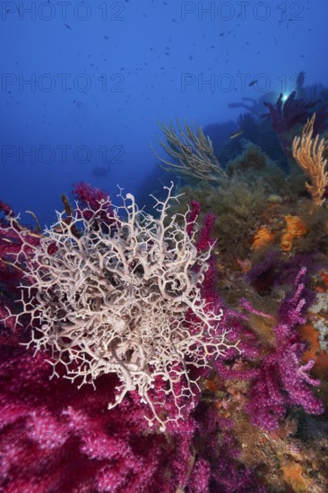 Mediterranean basket star (Astrospartus mediterraneus) in the Mediterranean Sea near Hyères. Dive site Giens Peninsula, Côte dAzur, France