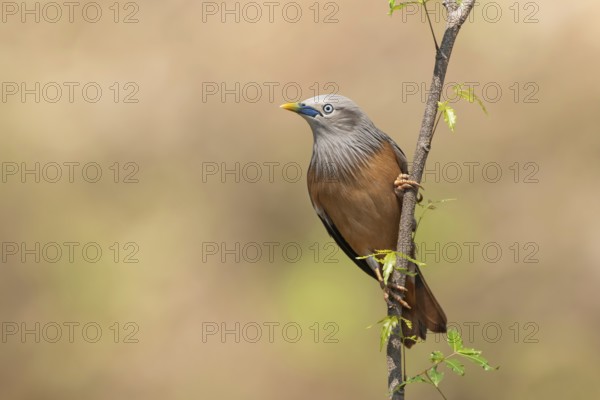 Chestnut-tailed starling (Sturnia malabarica), Sreepur, Gazipur, Bangladesh