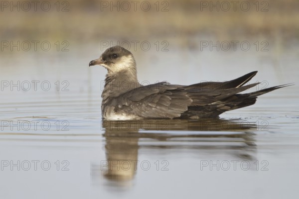 Parasitic Jaeger (Stercorarius parasiticus), Manitoba, Canada
