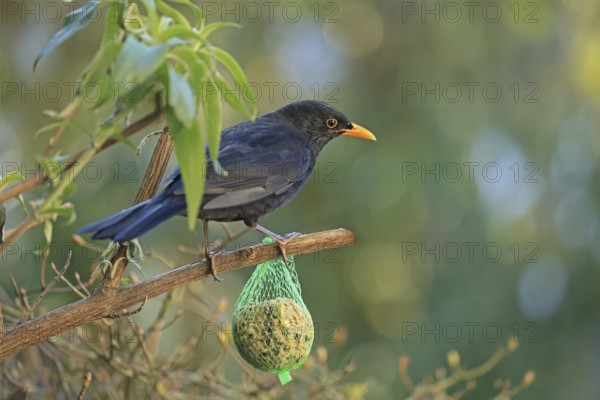 Blackbird (Turdus merula), male, blackbird cock, tit dumpling, Arnsberg, North Rhine-Westphalia, Germany