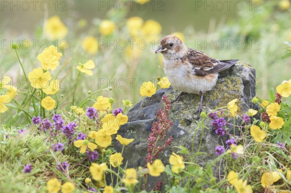 Snow Bunting (Plectrophenax nivalis insulae) female perched on a stone in flowering meadow with food in beak, Iceland