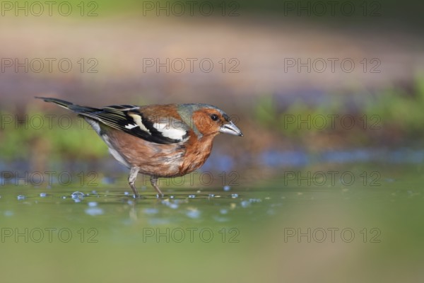 Chaffinch - Buchfink - Fringilla coelebs ssp. coelebs, Germany, adult male
