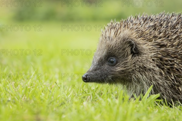 European hedgehog (Erinaceus europaeus) adult animal on a garden grass lawn in summer, England, United Kingdom