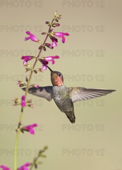 Anna's Hummingbird (Calypte anna) male flying while feeding at flower nectar, California, USA