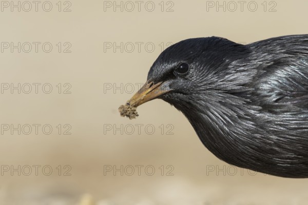 Spotless Starling - Einfarbstar - Sturnus unicolor, Spain, adult