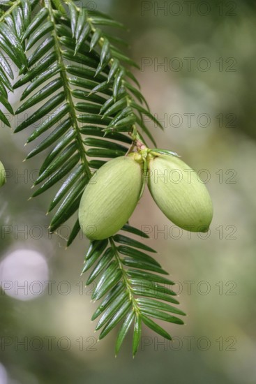 Japanese nutmeg-yew (Torreya nucifera), Arboretum Loismann, Federal Republic of Germany