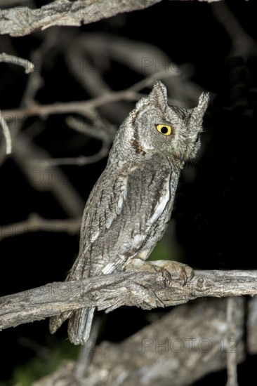 Western Screech-Owl Megascops kennikottii Tucson, Pima County, Arizona, United States 19 April Adult with horns up in response to flashlight. Strigidae
