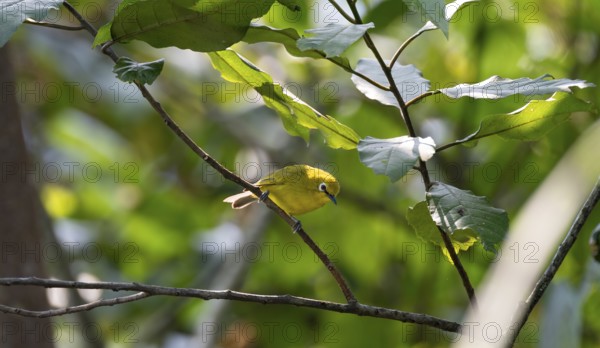 Green spectacled bird or Stuhlmann's spectacled bird (Zosterops stuhlmanni), bird sitting on a branch, Bwindi Impenetrable Forest National Park, Uganda