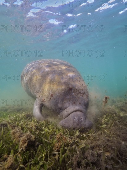 Round-tailed manatee (Trichechus manatus) grazing in Crystal River, Florida, USA, North America