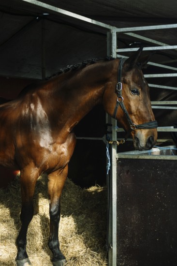 Elegant brown horse stands majestically in a stable, showcasing its beauty and the sophistication of classical dressage in a calm, serene environment Ideal for equestrian themes