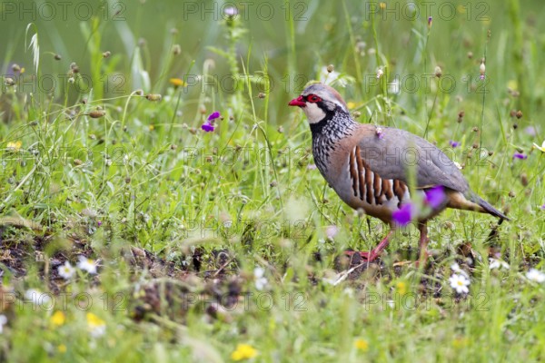 Red-legged Partridge (Alectoris rufa), Andalusia, Spain