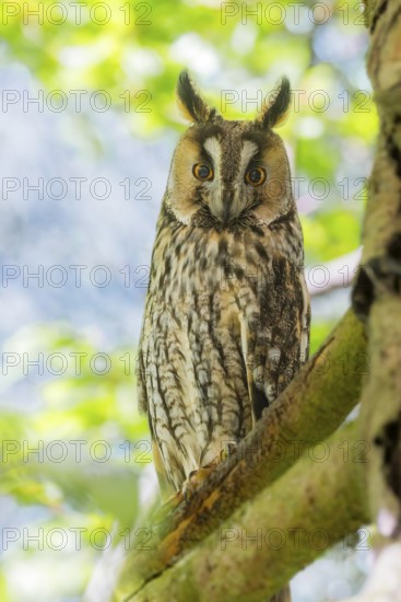 Long-eared owl (Asio otus) perched on a branch, roosting during the daytime, Bavaria, Germany