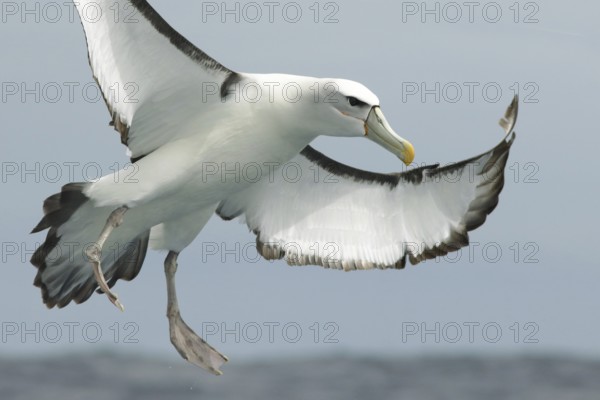 Shy Albatross (Thalassarche cauta) flying, Victoria, Australia
