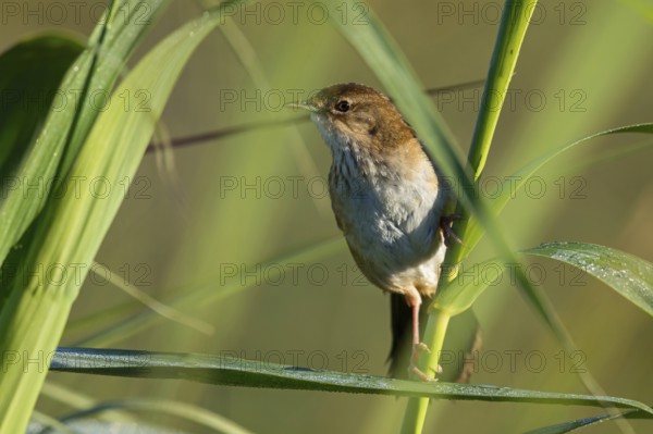 African Bush Warbler, Bradyperus baboecala, Little Rush Warbler, Little Rush Warbler, MÈgalure caqueteuse, Zarzalero charlat-n, Garden Route National Park - Wil, Wilderness, Western Cape, S¸dafrika