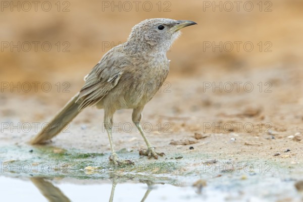 Graudrossling, Arabian Babbler, Turdoides squamiceps, Cratérope écaillé, Tordalino Arábigo