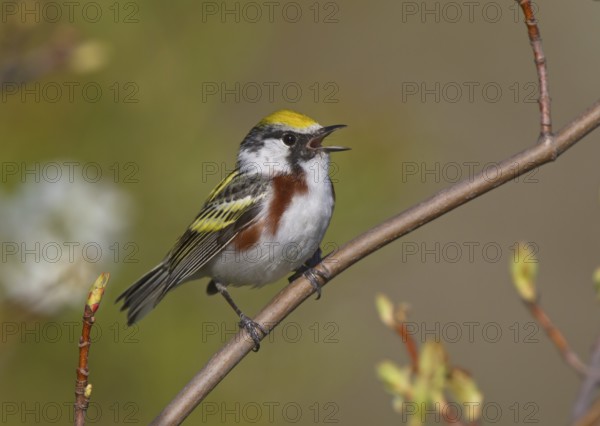 Chestnut-sided Warbler (Setophaga pensylvanica) male singing, Michigan, USA