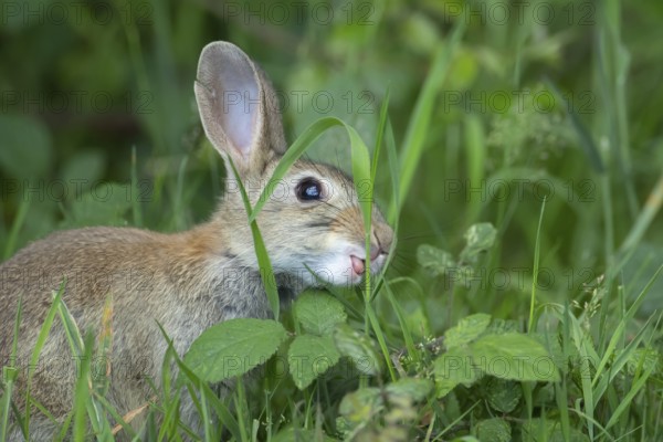 Rabbit (Oryctolagus cuniculus) adult animal feeding in grassland in summer, Suffolk, England, United Kingdom
