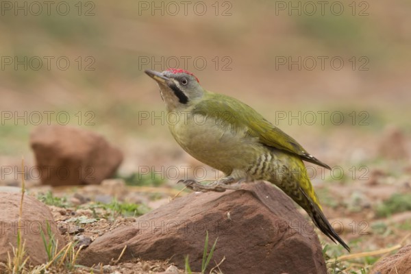 Levaillant's Woodpecker (Picus vaillantii) male, Morocco