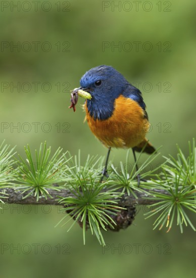 Blue-fronted Redstart (Phoenicurus frontalis) male carrying insects in beak, Bhutan