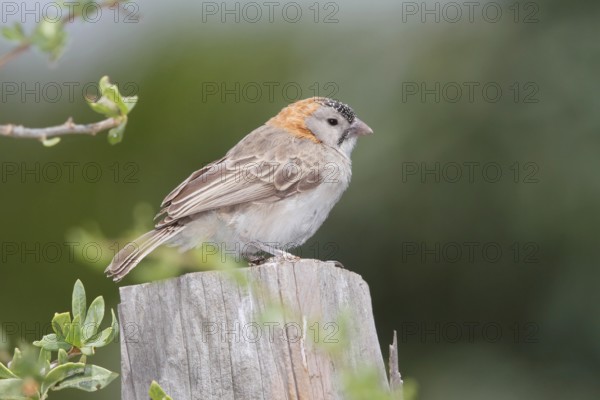 Schuppenkopfweber (Sporopipes frontalis) perched on a stump, Masai Mara, Kenya