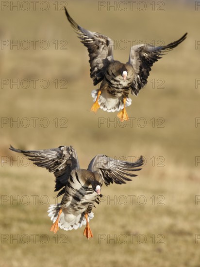 Greater White-fronted Goose (Anser albifrons) landing, North Rhine-Westphalia, Germany