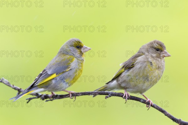 Greenfinch, (Carduelis chloris), Chloris chloris, animals, birds, subfamily of goldfinches and finches, Varanger Bird Park, Finnmark, Norway