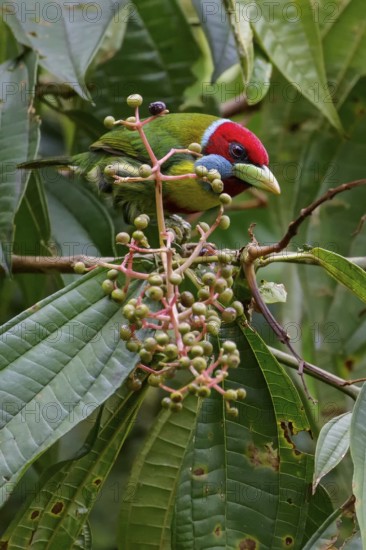 Versicolored Barbet (Eubucco versicolor) perched on a branch in the Amazon in Peru