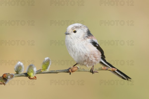 Long-tailed Tit (Aegithalos caudatus) sitting on a branch of willow catkins, Wildlife, Animals, Birds, Tits, Siegerland, North Rhine-Westphalia, Germany