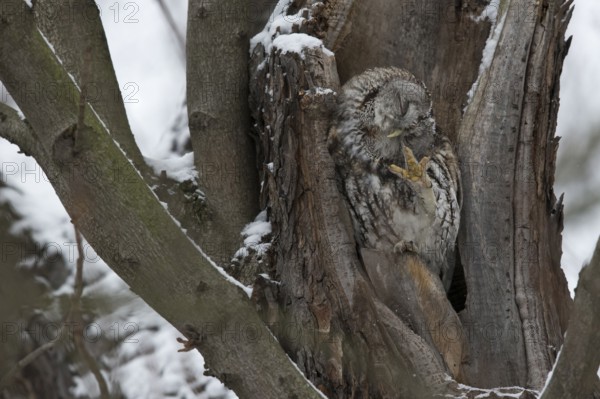 Tawny Owl (Strix aluco), Saxony, Germany