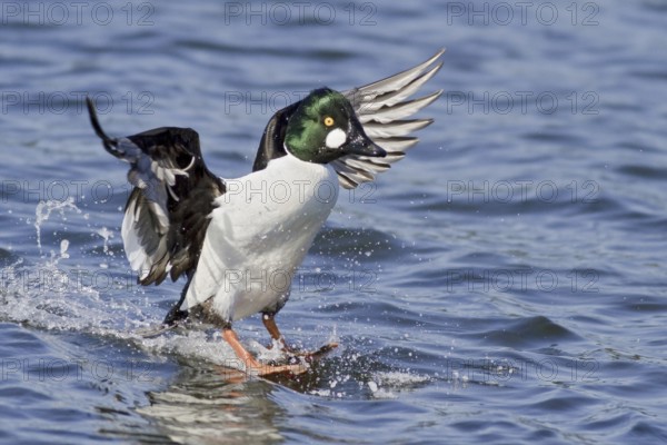 Common Goldeneye (Bucephala clangula) male, British Columbia, Canada