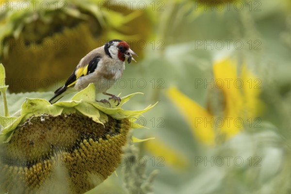 European goldfinch (Carduelis carduelis) adult bird feeding on a sunflower seed in a field of sunflowers, England, United Kingdom