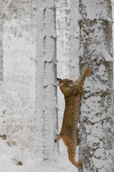 One young male Eurasian lynx, (Lynx lynx), climbing up a birch tree in a snow covered forest
