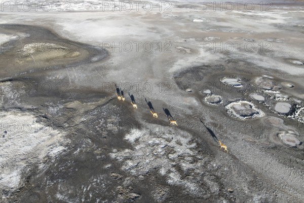 Aerial view of Guanacos gracefully wandering across the expansive, rugged landscape of the Andean Highlands in La Puna, Argentina, casting long shadows on the terrain below