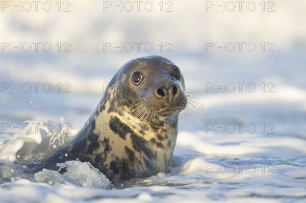 Grey seal (Halichoerus grypus) adult animal in the breaking waves of the sea, England, United Kingdom