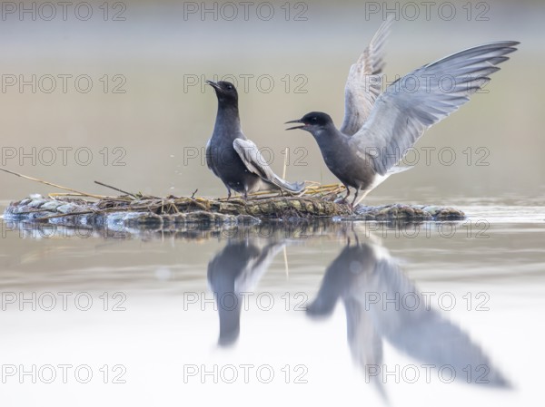 Black Tern (Chlidonias niger) pair, Mecklenburg-Western Pomerania, Germany