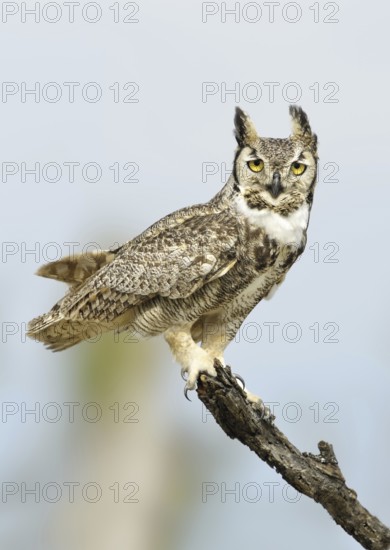 Great Horned Owl (Bubo virginianus), Texas, USA