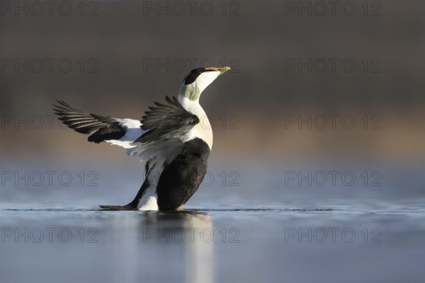 Common Eider (Somateria mollissima) male, Rapperswil, Switzerland