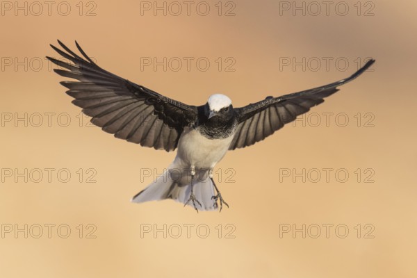 Hooded Wheatear (Oenanthe monacha) flying, Eilat, Israel