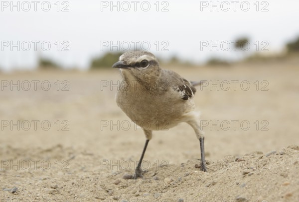Patagonian Mockingbird (Mimus patagonicus), Chubut, Argentina