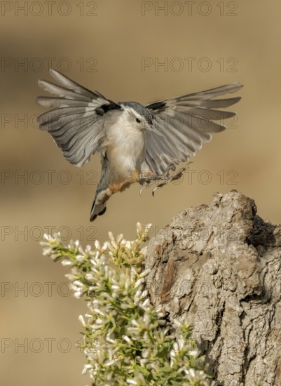 White-breasted Nuthatch (Sitta carolinensis) approaching a tree stump, California, USA