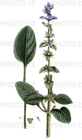 Salvia horminum, coloured crested sage, also known as crested sage and green sage, digital reproduction of a historical original, between 1790 and 1810